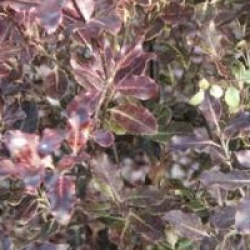 Pittosporum tenuifolium 'Purpureum'