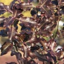 Pittosporum tenuifolium 'Purpureum'