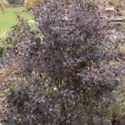 Pittosporum tenuifolium 'Purpureum'
