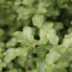 Pittosporum tenuifolium 'Tiki' - Pittosporum Tiki