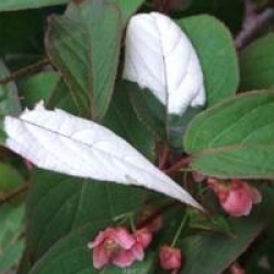 Actinidia pilosula