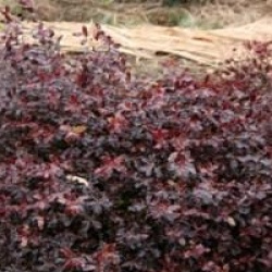 Pittosporum tenuifolium 'Tom Thumb' - Pittosporum nain pourpre