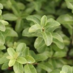 Pittosporum Wrinkled Blue