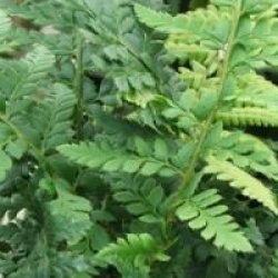 Polystichum aculeatum  - Aspidie lob�e