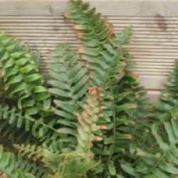 Polystichum minutum - Aspidie arm�e