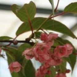 Actinidia pilosula