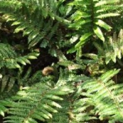 Polystichum polyblepharum
