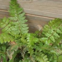 Polystichum polyblepharum