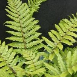 Polystichum polyblepharum