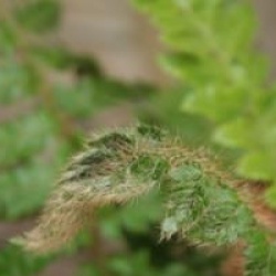 Polystichum polyblepharum