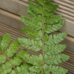 Polystichum polyblepharum
