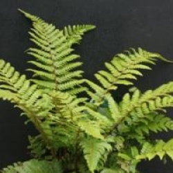 Polystichum polyblepharum