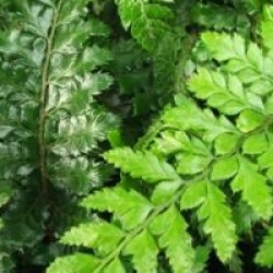 Polystichum polyblepharum 'Jade'  - Aspidie du Japon Jade