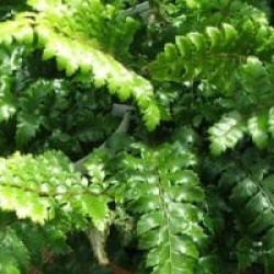 Polystichum polyblepharum 'Jade' 