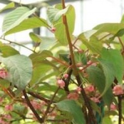 Actinidia pilosula