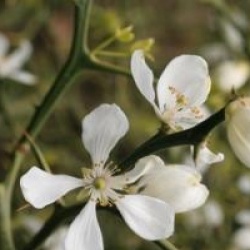Poncirus trifoliata