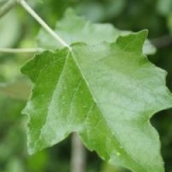 Populus alba 'Raket'