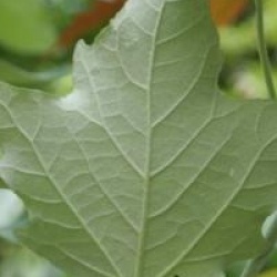 Populus alba 'Raket'