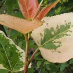 Populus x jackii 'Aurora'