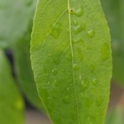 Populus lasiocarpa  - Peuplier lasiocarpa