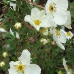Potentilla fruticosa 'Abbotswood'