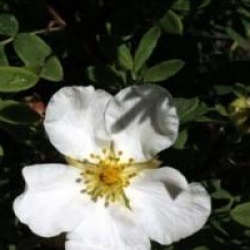 Potentilla fruticosa 'Abbotswood'