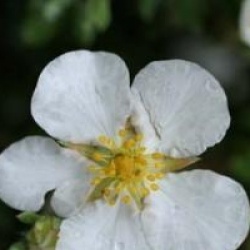 Potentilla fruticosa 'Abbotswood'
