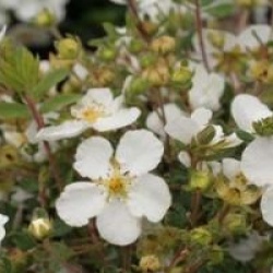 Potentilla fruticosa 'Abbotswood'
