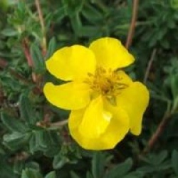 Potentilla fruticosa 'Goldstar'