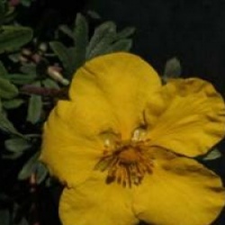 Potentilla fruticosa 'Goldstar'