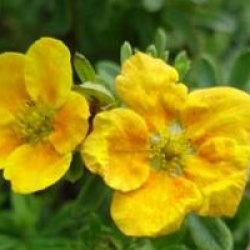 Potentilla fruticosa 'Mango Tango' - Potentile Mango Tango