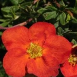 Potentilla fruticosa 'Marian Red Robin' - Potentille Red Robin
