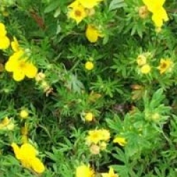 Potentilla fruticosa 'Goldfinger'