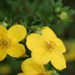 Potentilla fruticosa 'Goldfinger'