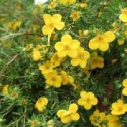 Potentilla fruticosa 'Goldfinger'