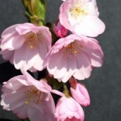 Prunus 'Accolade'