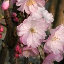 Prunus 'Accolade'