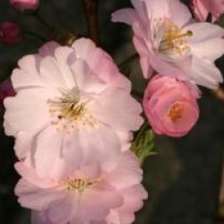 Prunus 'Accolade'