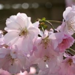 Prunus 'Accolade'