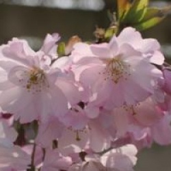 Prunus 'Accolade'