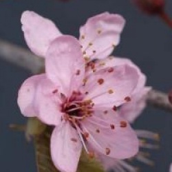 Prunus cerasifera 'Nigra'
