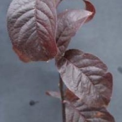 Prunus cerasifera 'Nigra'