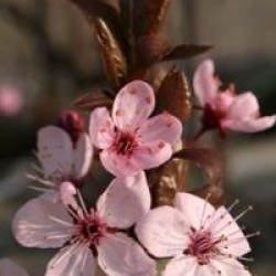 Prunus cerasifera 'Nigra'