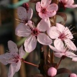 Prunus cerasifera 'Nigra'