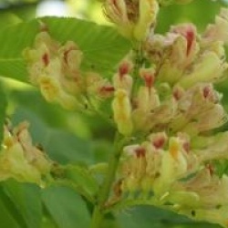 Aesculus flava 
