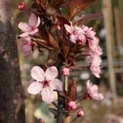 Prunus cerasifera 'Nigra'
