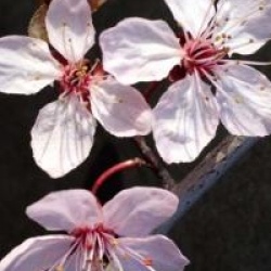 Prunus cerasifera 'Nigra'