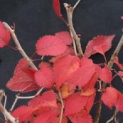 Prunus incisa 'Kojo-no-mai' 