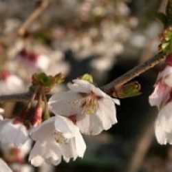 Prunus incisa 'Kojo-no-mai' 