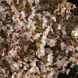 Prunus incisa 'Kojo-no-mai' 